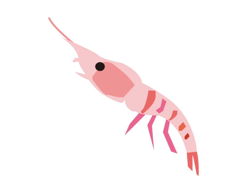 生桜えび